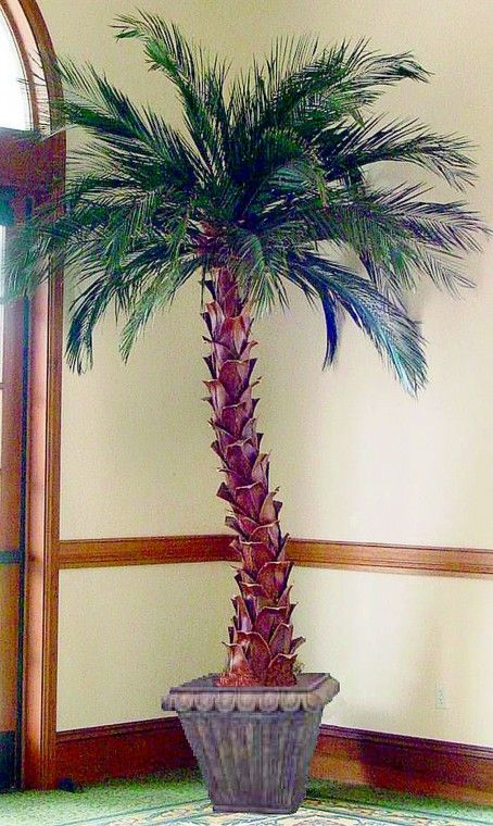 Date Palm Tree - 11 Foot - Click Image to Close