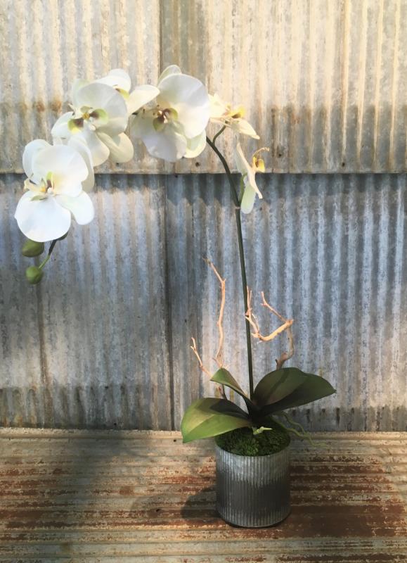 Orchid in Corrugated Tin