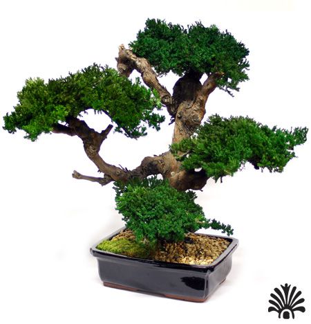 Large Monterey Bonsai