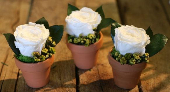 Rose Cups (Set of 6)