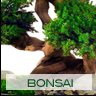 Bonsai