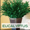 Eucalyptus