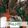 Palms