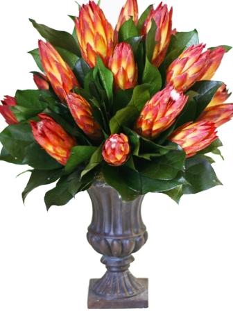 Protea Flowers in Urn