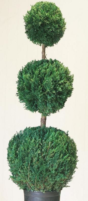Preserved Triple Ball Topiary - 60" - Click Image to Close