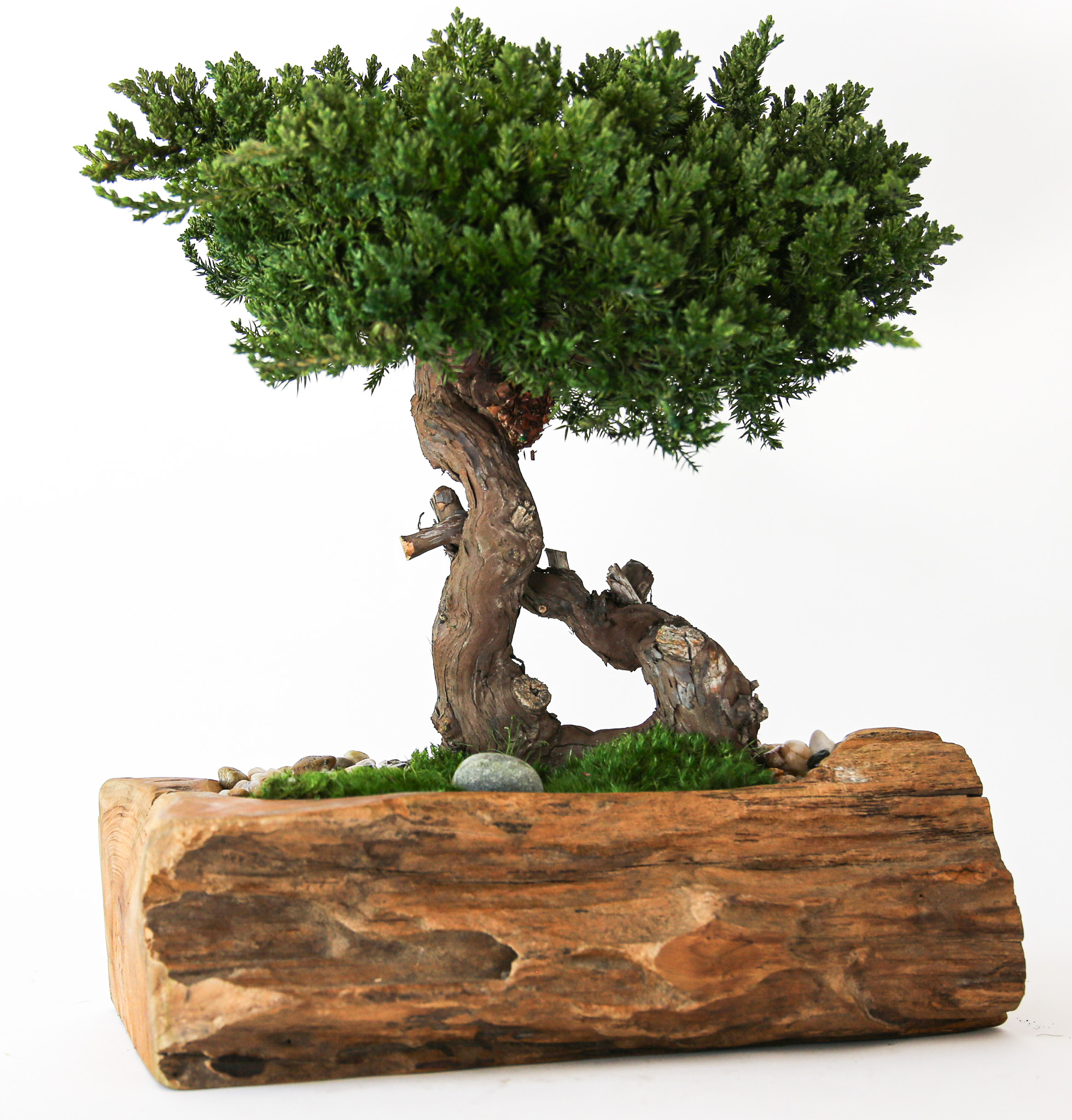 Single Bonsai in the Wood Bowl