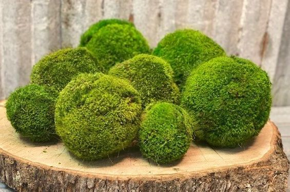 Moss Ball Md 5 Forever Green Art 5 inch Medium Preserved Moss Ball
