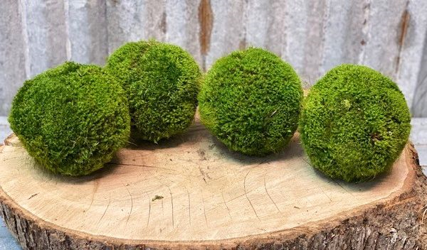 Moss Ball Md 5 Forever Green Art 5 inch Medium Preserved Moss Ball