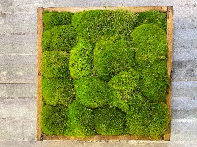Preserved Moss Art - Moss Wall Art Frame, Wood Framed Moss Art, Preserved  Moss Home Decor and Accents