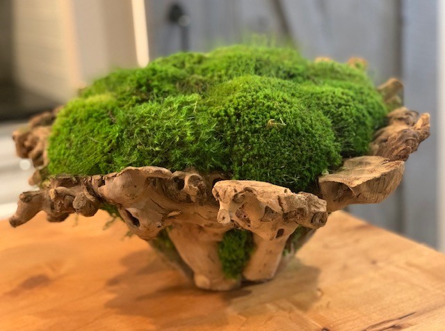LARGE HAND CARVED, Tamarind Wood Moss Bowl, Preserved Moss Centerpiece,  Table Decor, Dough Bowl Alternative, Home Decor, Staging Decor 